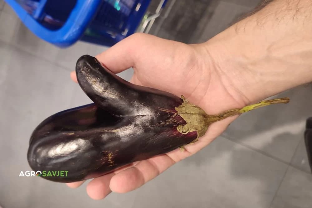 patlidžan u obliku "lajka"