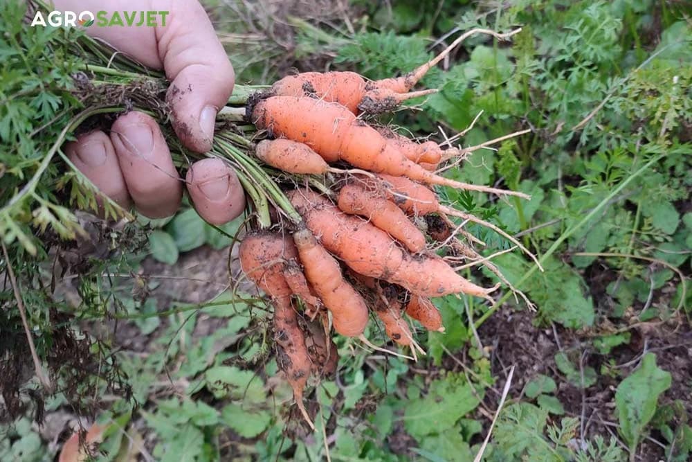 vađenje mrkve