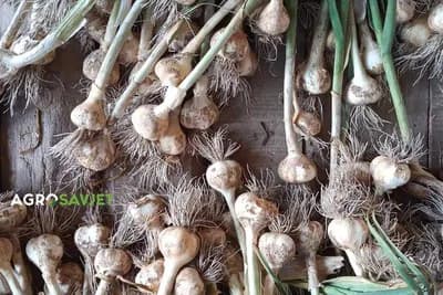 5 načina čuvanja bijelog luka tokom zime