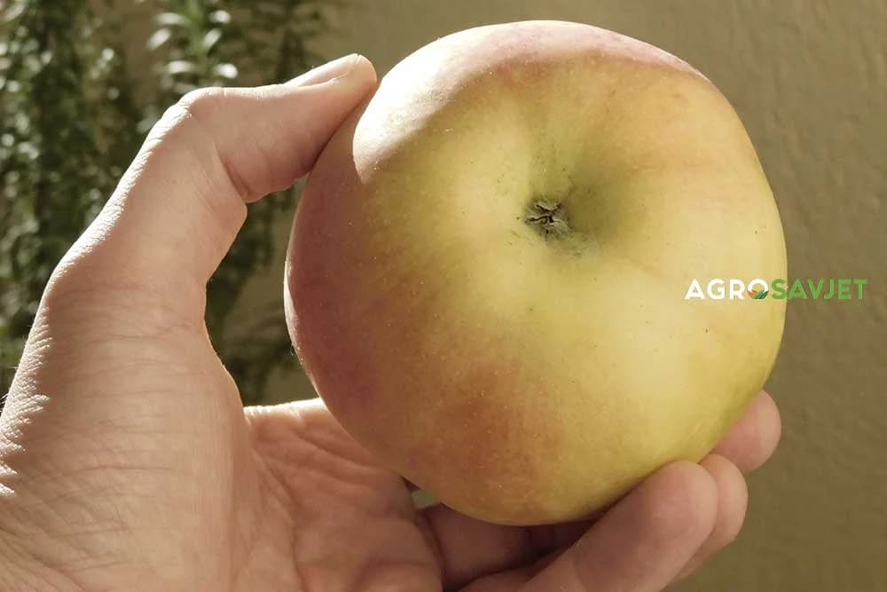 jabuka