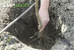 Prednosti sadnje voćaka u jesen i zimu