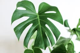 FENOMENALNI TRIK PROFESIONALNIIH CVJEĆARA ZA ČUVANJE BILJAKA TOKOM ZIME - Uz ovu caku će vam bujati kao da je proljeće