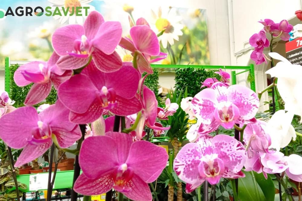 orhideje