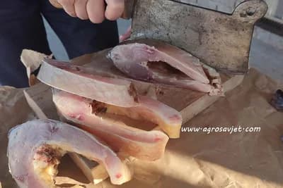 Kako pravilno pripremiti ribu?
