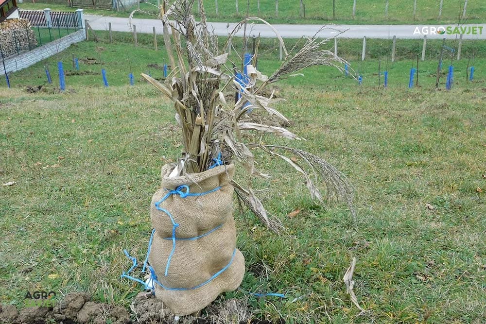 zaštita voćaka