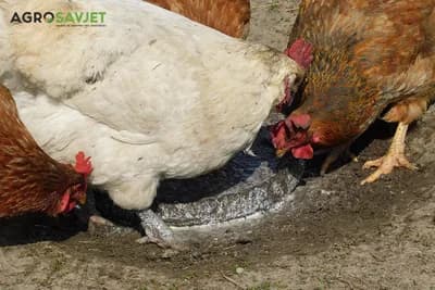 vitamini u ishrani živine