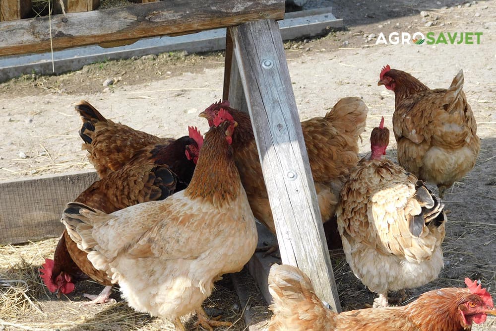 kokoške nosilje