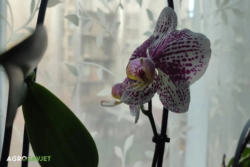 orhideja