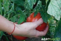 Prirodno đubrivo za obilan rod paradajza sve do jeseni