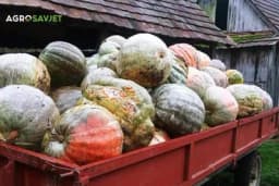 Sjemenke bundeve - Ljekovta svojstva