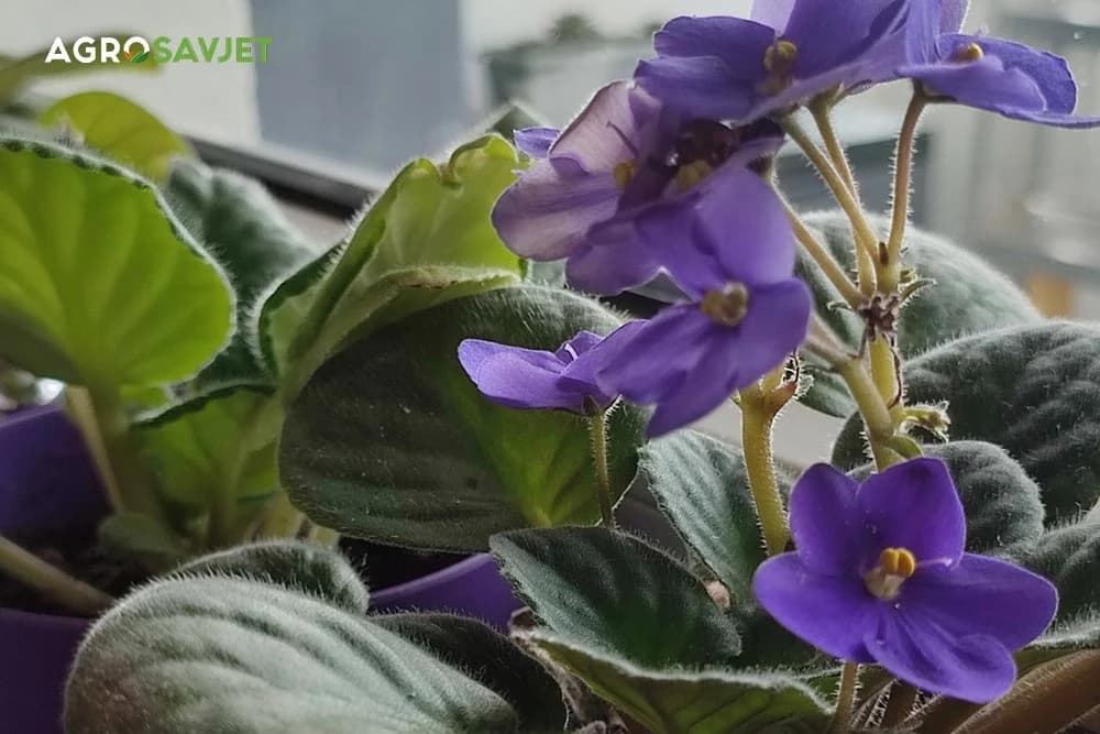izgle pocvjetale ljubičice zahvaljujuči eliksiru od citrusa