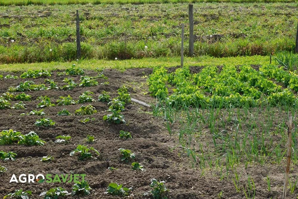 povrće koje je najisplatljivije za gajenje