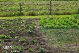 Stručnjak savjetuje šta da uradite kako bi vam povrće imalo najbolji rast i rod