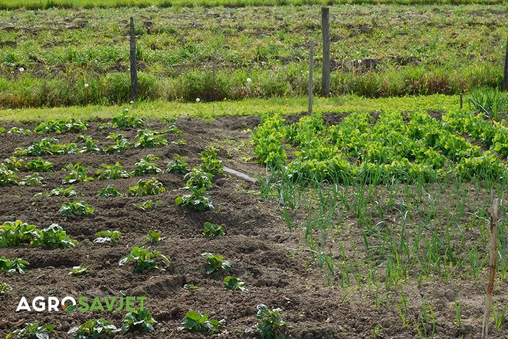 povrće koje je najisplatljivije za gajenje