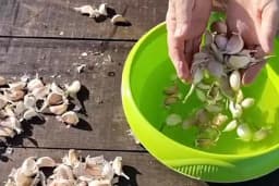 Nikad ne sadite bijeli luk bez ovoga - Glavice će biti zdrave i krupne