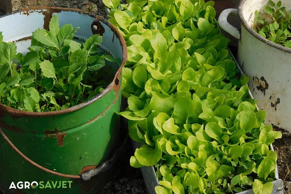 gajenje povrća u kantama