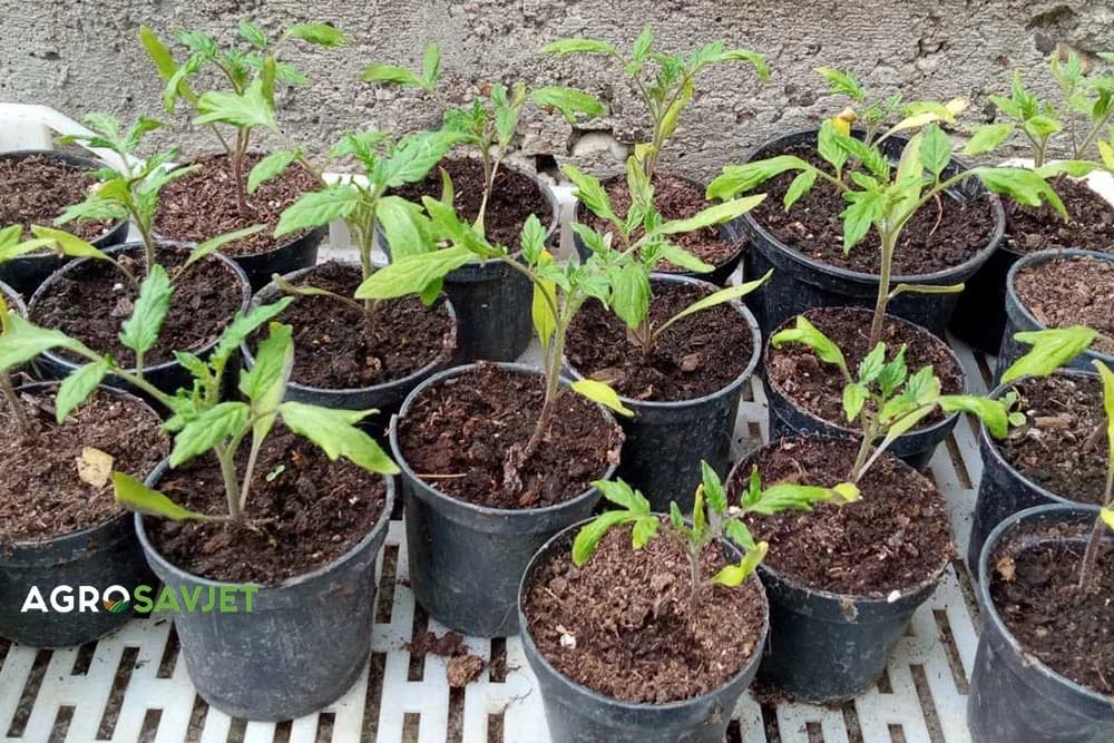 dva načina proizcvodnje rasada povrća