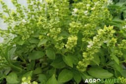 Biljka koju svaka žena treba da nabavi u aprilu - Razlog će vas oduševiti