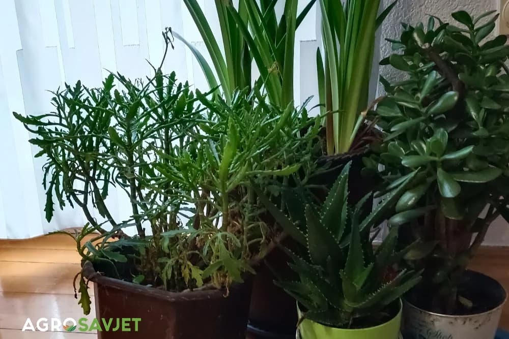 prirodno đubrivo za cvijeće