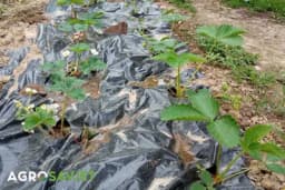 Ovo morate znati od uzgoju jagoda mjesečarki