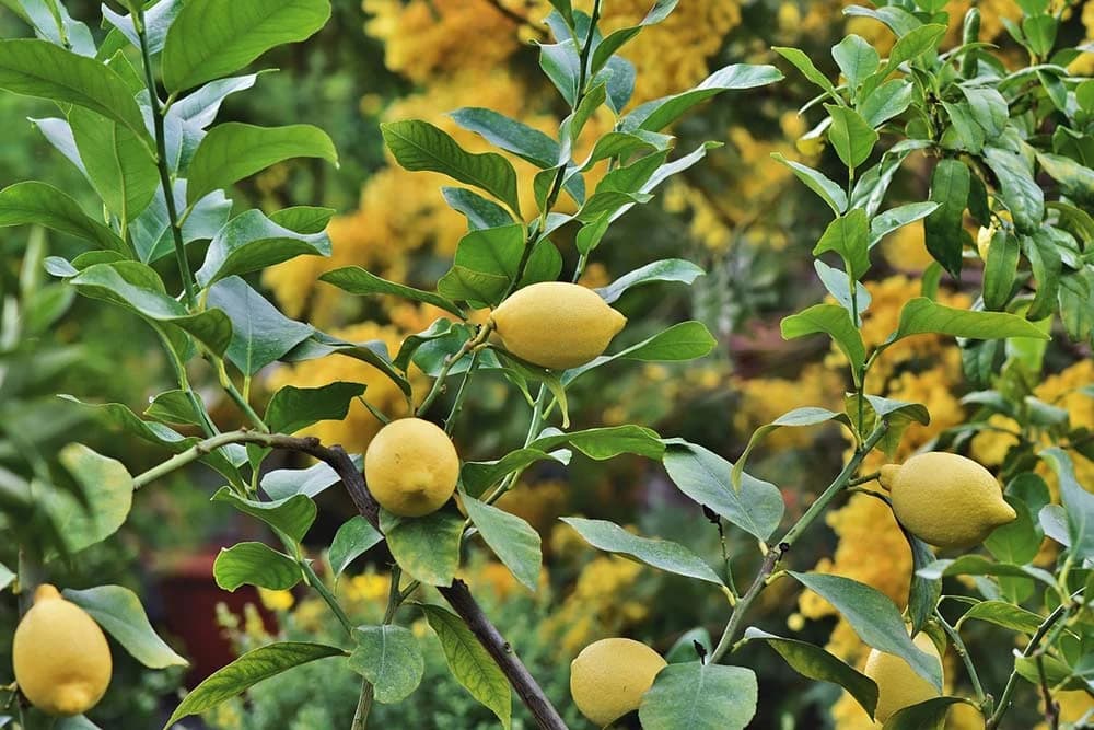 drvo limuna