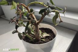 Kako sačuvati drvo novca od propadanja