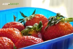 Stigle jagode u BiH, cijena paprena