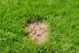 EVO KAKO DA NA SUVIM MJESTIMA PONOVO NARASTE TRAVA - Stari jeftin trik!