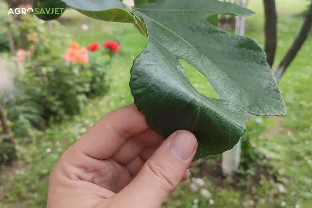 čaj od listova smokve