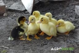 Uzgoj pataka - Korisni savjeti