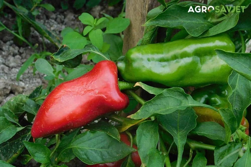 paprika