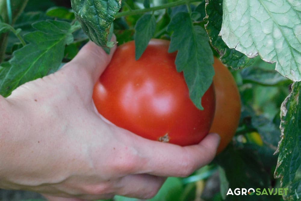 paradajz