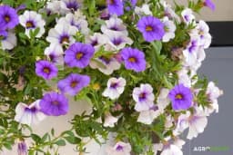 4 vrste cvijeća koje izdrže najgoru avgustovsku žegu: Upravo tada najlepše cvjetaju