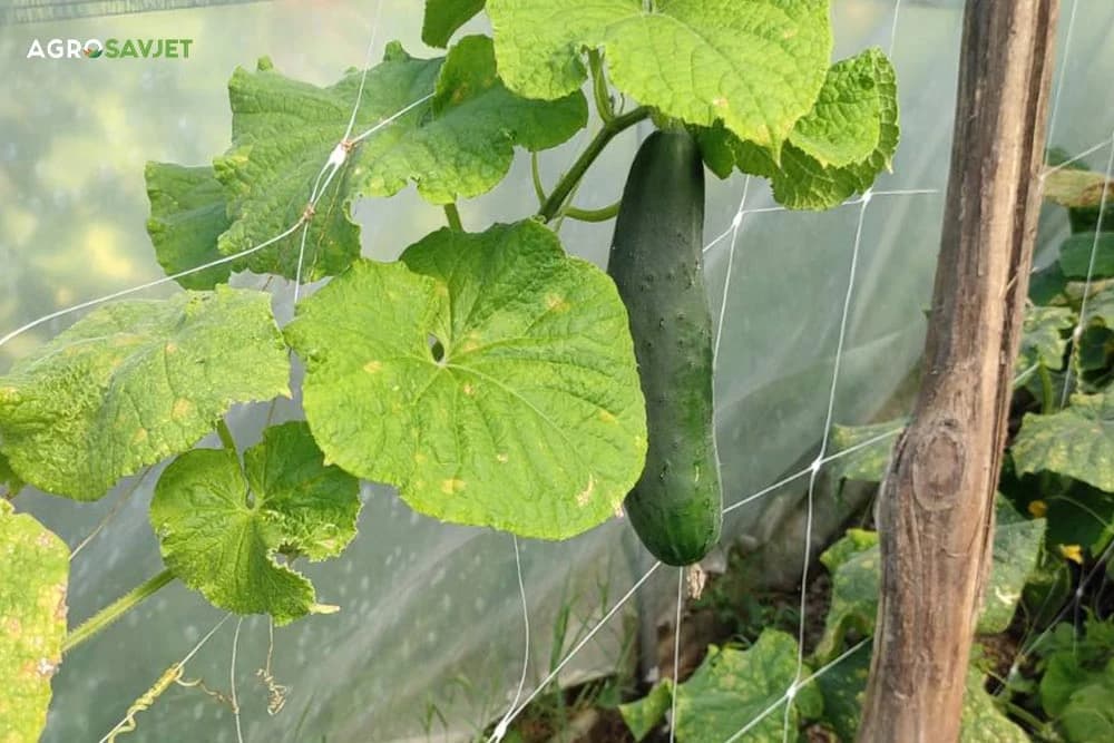 zalijevanje krastavaca