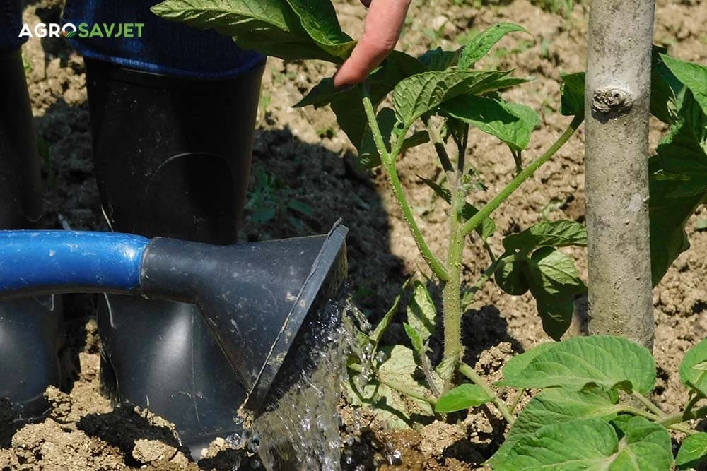 zalijevanje paradajza