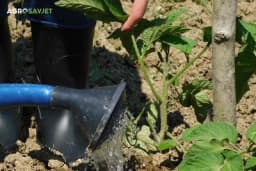 Zalijte paradajz ili krastavac ovim rastvorom kako bi biljke bile bujne i sa mnogo plodova