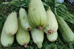 Uz ova četiri savjeta, imaćete gomilu tikvica u svojoj bašti