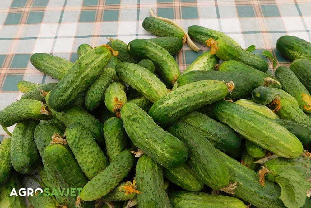 kiseli krastavci