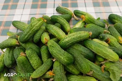 kiseli krastavci