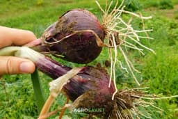 Tri biljke posadite u novembru: Puna bašta čekaće vas na proljeće