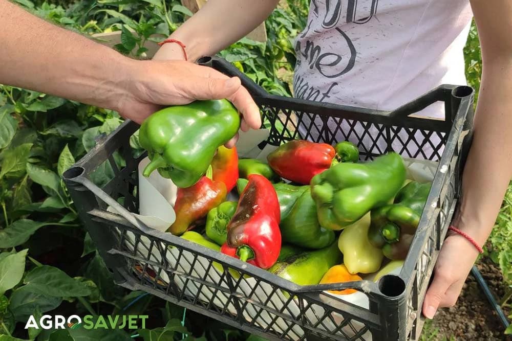 berba paprika
