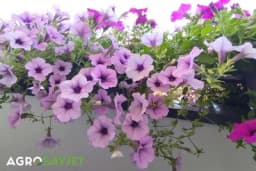 Samo ako ovako njegujete biljke kada su vreli dani, neće vam uvenuti - Stručnjak otkriva koje cvijeće je neuništivo i ljeti