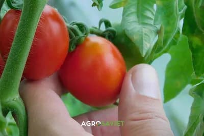 Od pelcera paradajza nove biljke - Dvije berbe u jednoj sezoni!