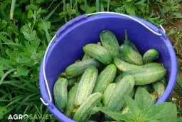 Ne bacajte gorak krastavac - Trik ga pretvara u savršen zalogaj