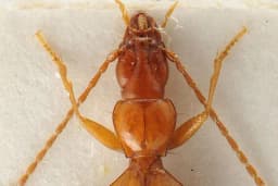 Hitler ne mijenja ime