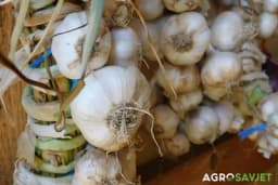 Jesenja sadnja češnjaka