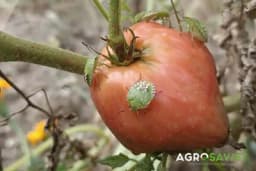 Smrdibube uništavaju paradajz: Evo provjerenih trikova bez hemije