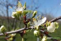 Retrovegetacija i njen uticaj na rodnost u narednoj vegetaciji
