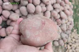 Najčešće bolesti krompira u skladištu: Kako ih prepoznati i spriječiti