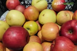 Stare sorte voća – bogatstvo tradicije i potencijal budućnosti